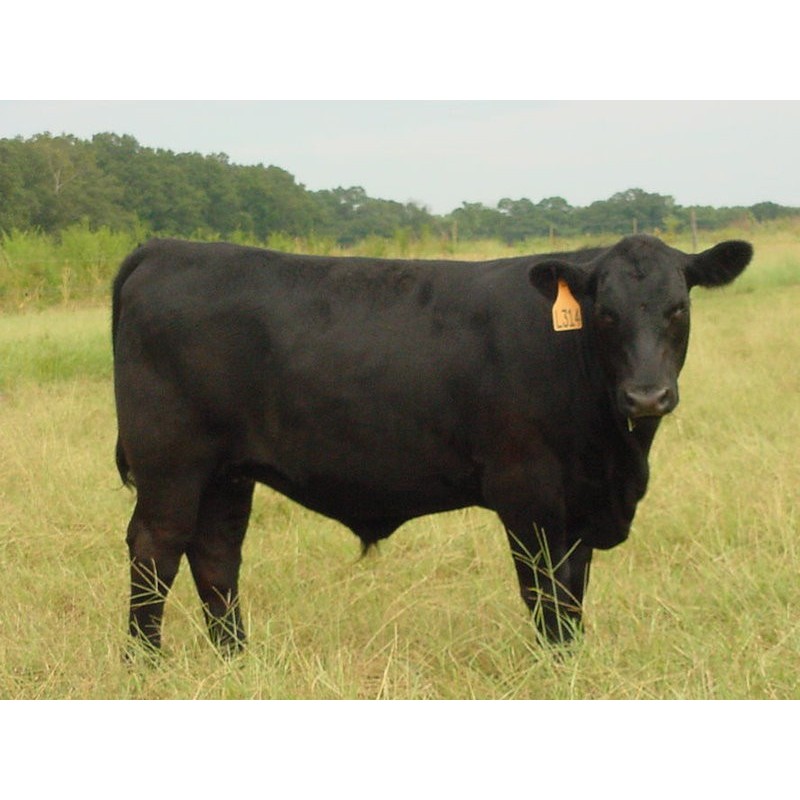 Hovädzia sviečková Argentína